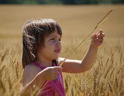 Before the harvest