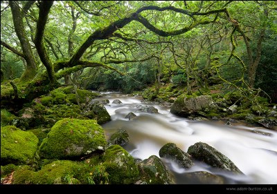 Forbidden Forest