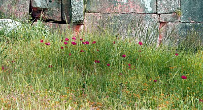 Old Rocks & New Wildness