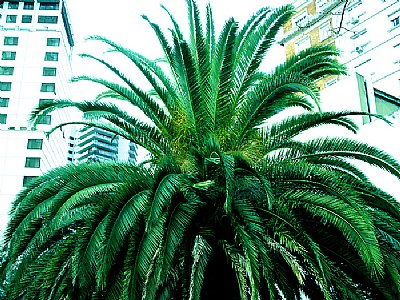 Palm Tree & the City