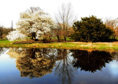 REFLECTIONS AT MORTOM ARBORETUM