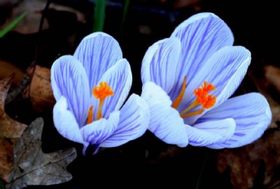 CROCUS PAIR