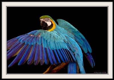 Macaw