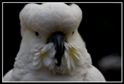 ruffled cockatoo II