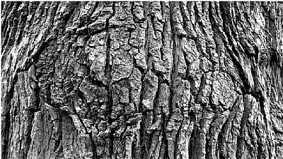 treescape patterns