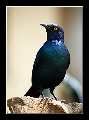 Blue-eared Glossy Starling