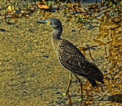 Bird In Water