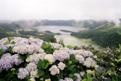 hydrangeas