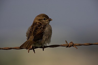 Young Sparrow