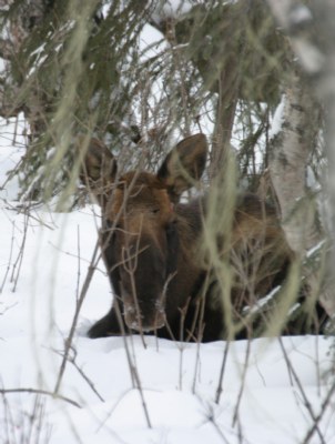 SLEEPING MOOSE