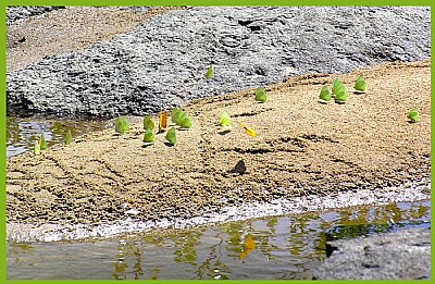 Green Butterflies