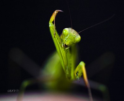 Mantis 2