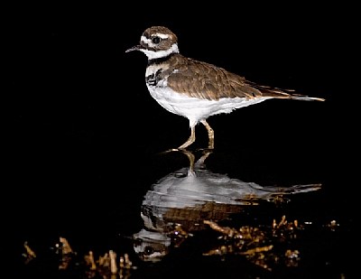 Killdeer before sunrise