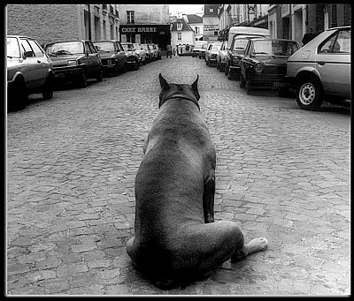 A Dog In Paris