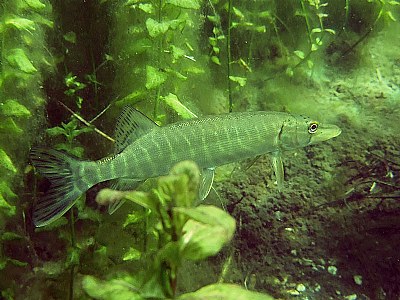 European Pike (Esox Lucius)