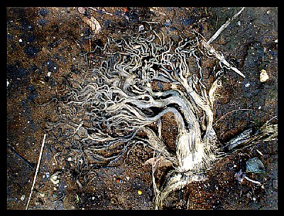 Tree Hair