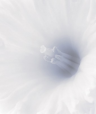 Inside A Daffodil