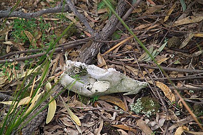 Skull Of Roo