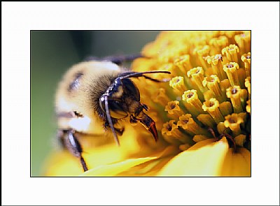 Bee 4 Me