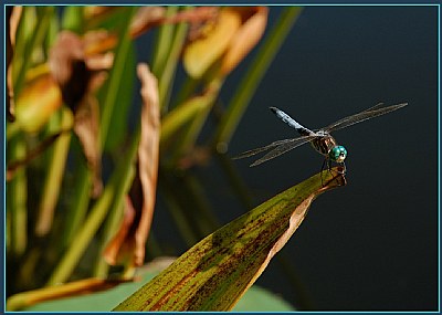 Resting Spot