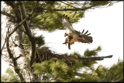 Red Squirrel attacking Hawk