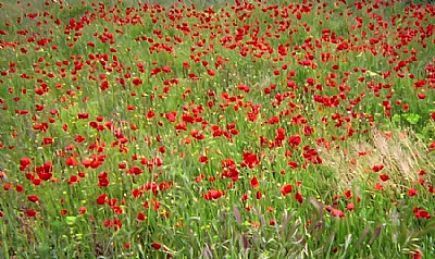 red poppies 1999