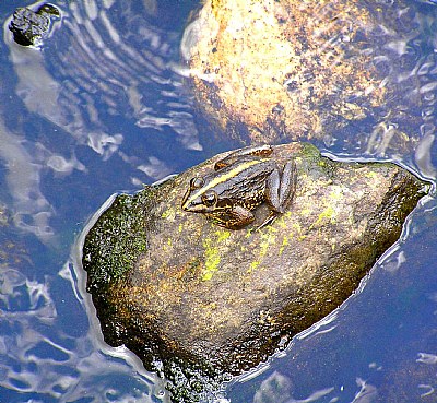 Warm Frog