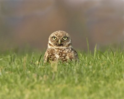 Burrowing Owl