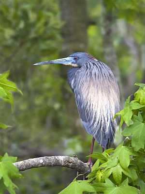 Tricolored Heron