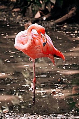 Flamingo