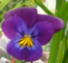 flower up close