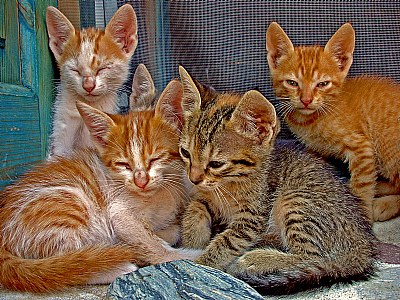 Four Kittens