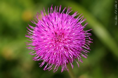 Above the flower