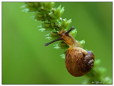 Snail