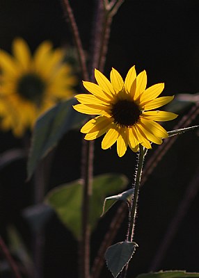 Sunshine on a Sunflower