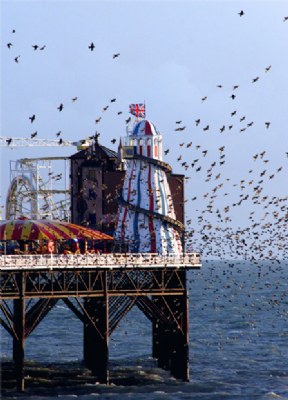 Brighton Starlings, Colour