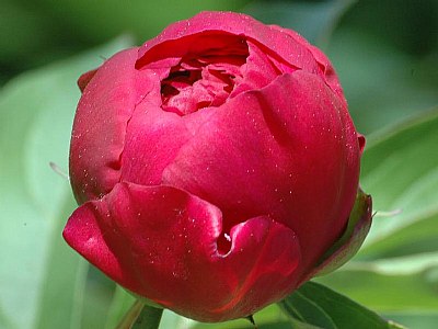 Peony Bud