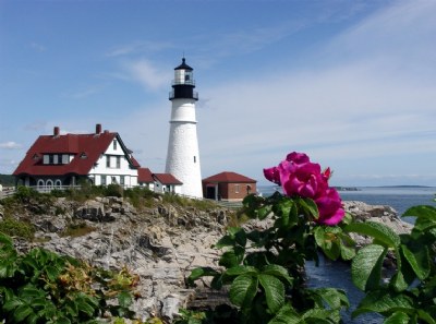 Coastal Rose