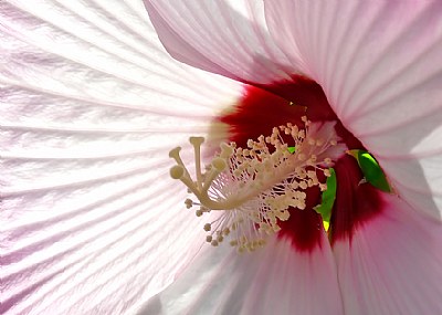 Hibiscus