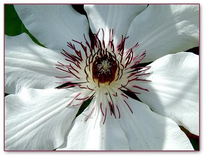 Clematis 2