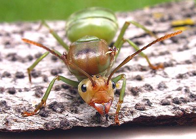 GREEN ANT II