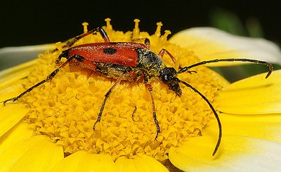 This flower is mine!