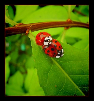 Ladybug Love