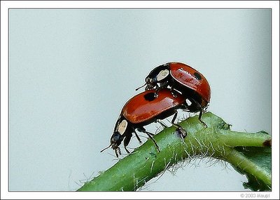 Ladybugs :)