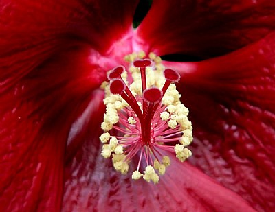 Hibiscus 4