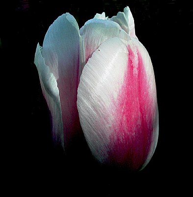 Pink  Tulip