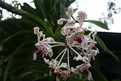 Vanda tricolor