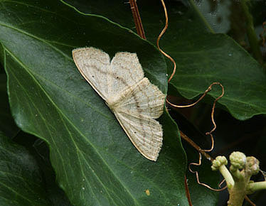 Scopula nigropunctata