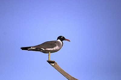 GULL