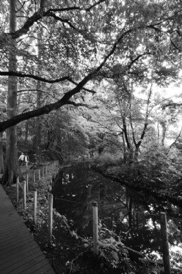 Path, River, Trees...